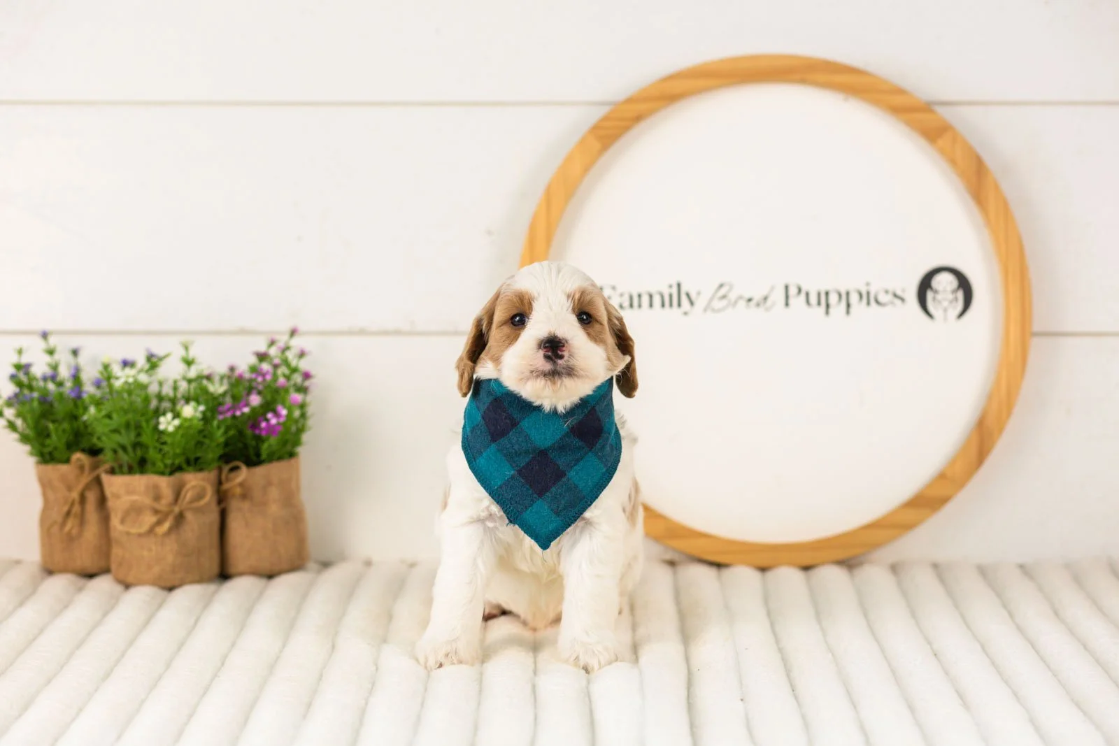 Dominic goldendoodle for sale.jpg