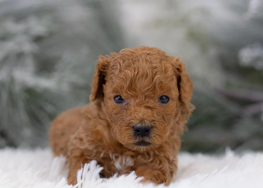 Bear goldendoodle for sale(1).jpg