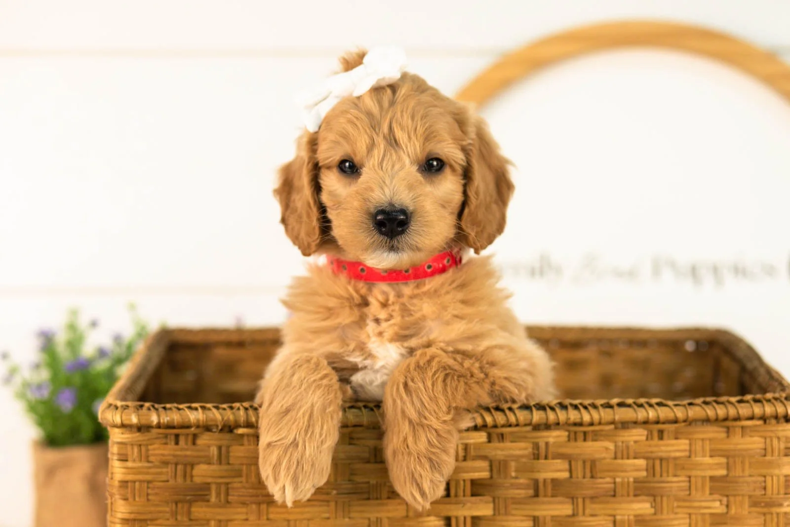 Marty goldendoodle for sale(3).jpg