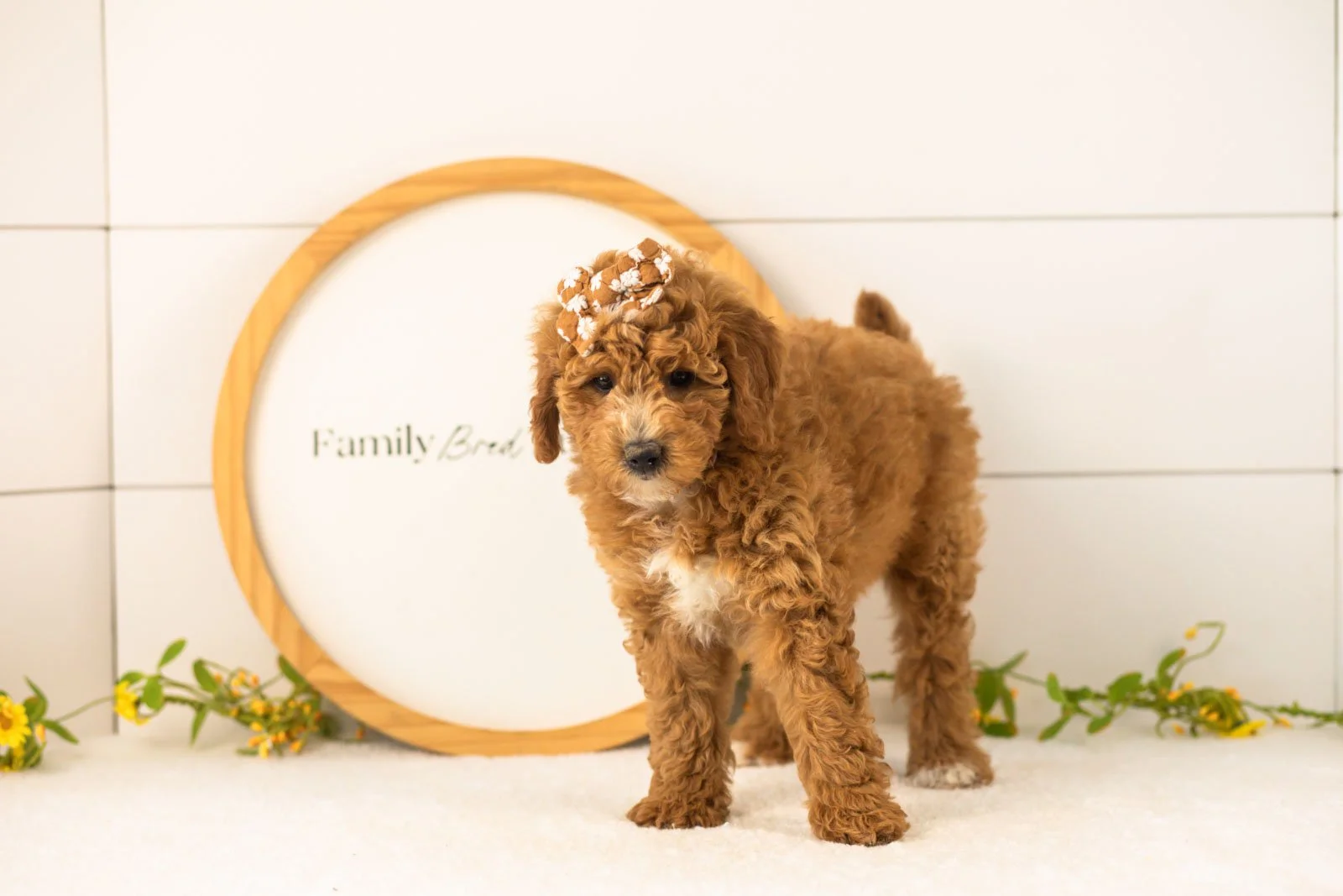 Sky Goldendoodle for sale(2).jpg