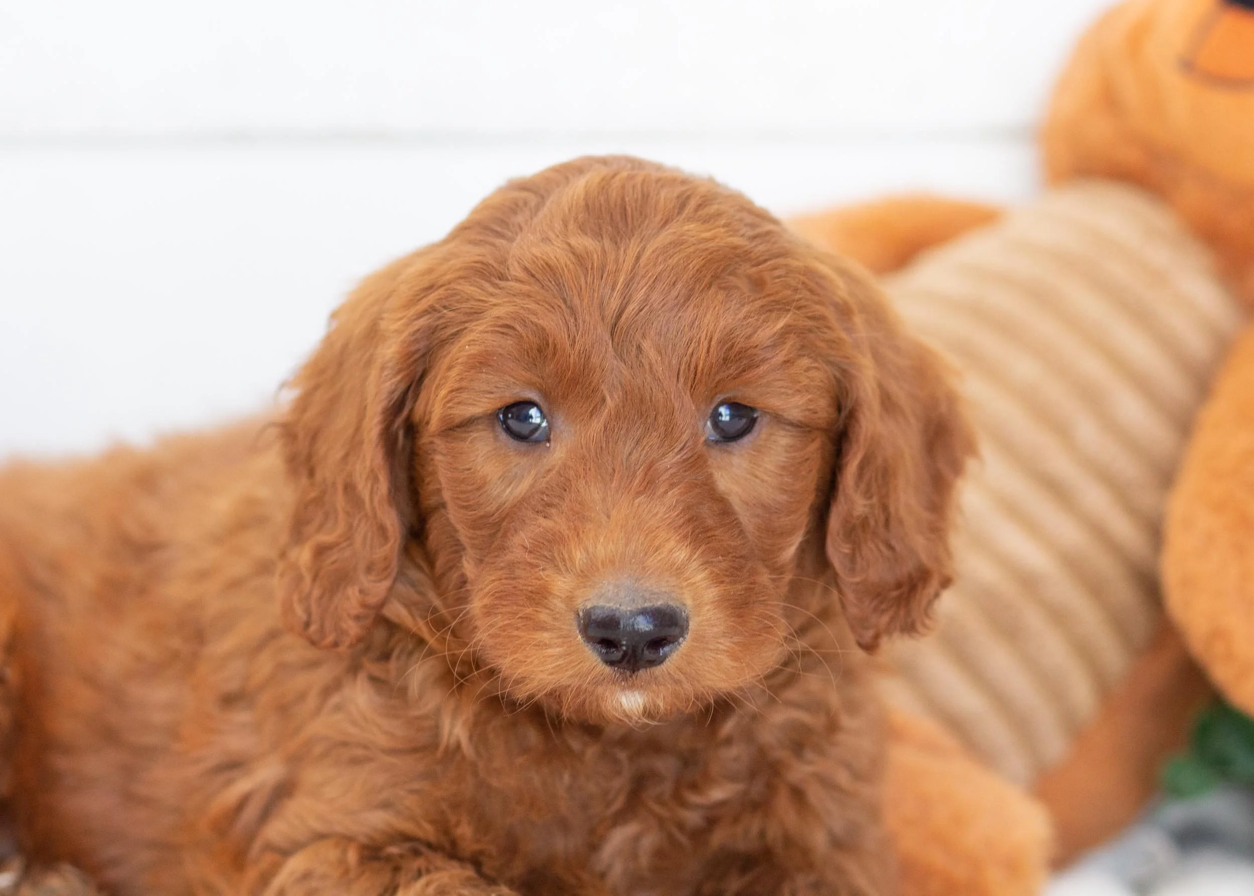 Griffin goldendoodle for sale(2).jpg