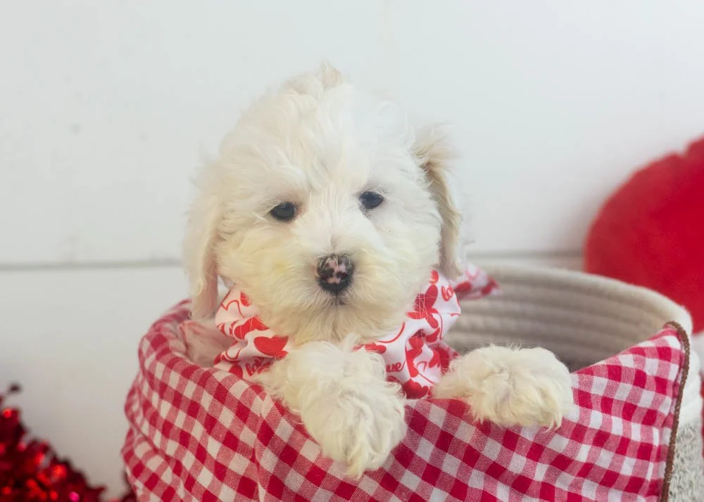 Lucky goldendoodle for sale(1).jpg