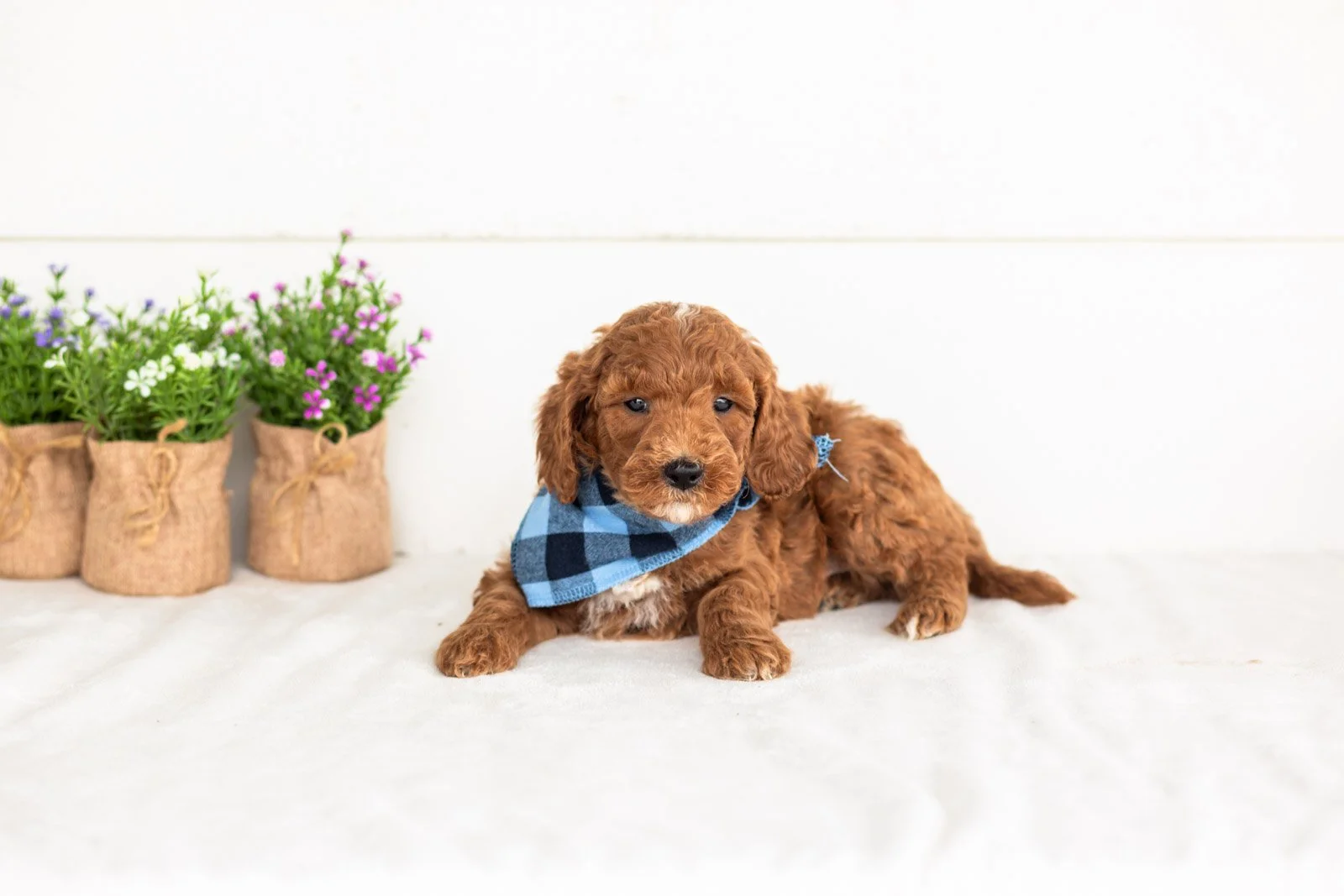 Alex goldendoodle for sale(2).jpg