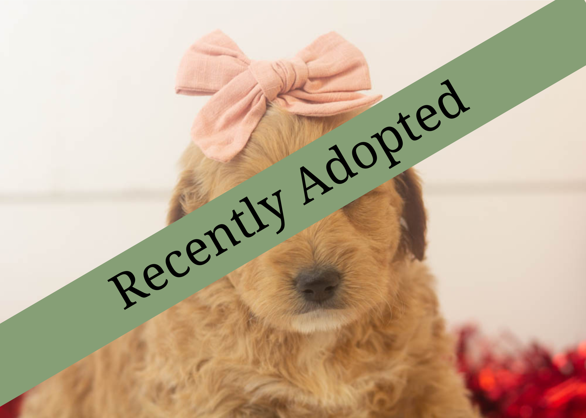 goldendoodle for sale