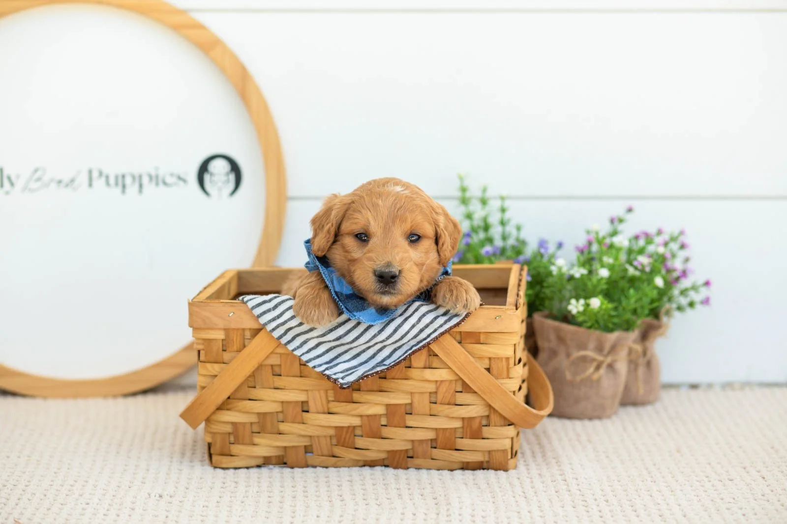 Putzie Goldendoodle for sale(4).jpg
