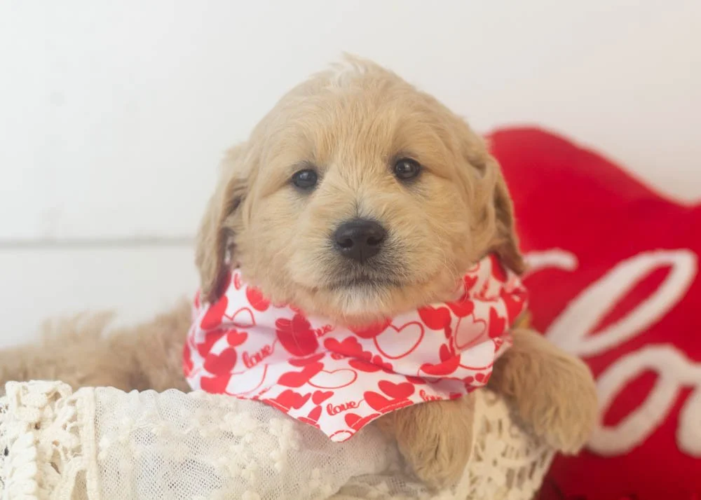 Snickers goldendoodle for sale(1).jpg