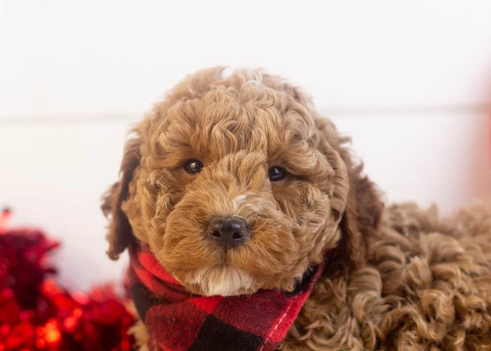 Blake goldendoodle for sale(3).jpg
