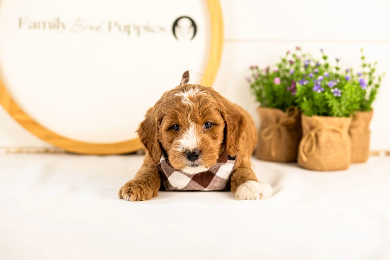 gouda goldendoodle for sale(1).jpg