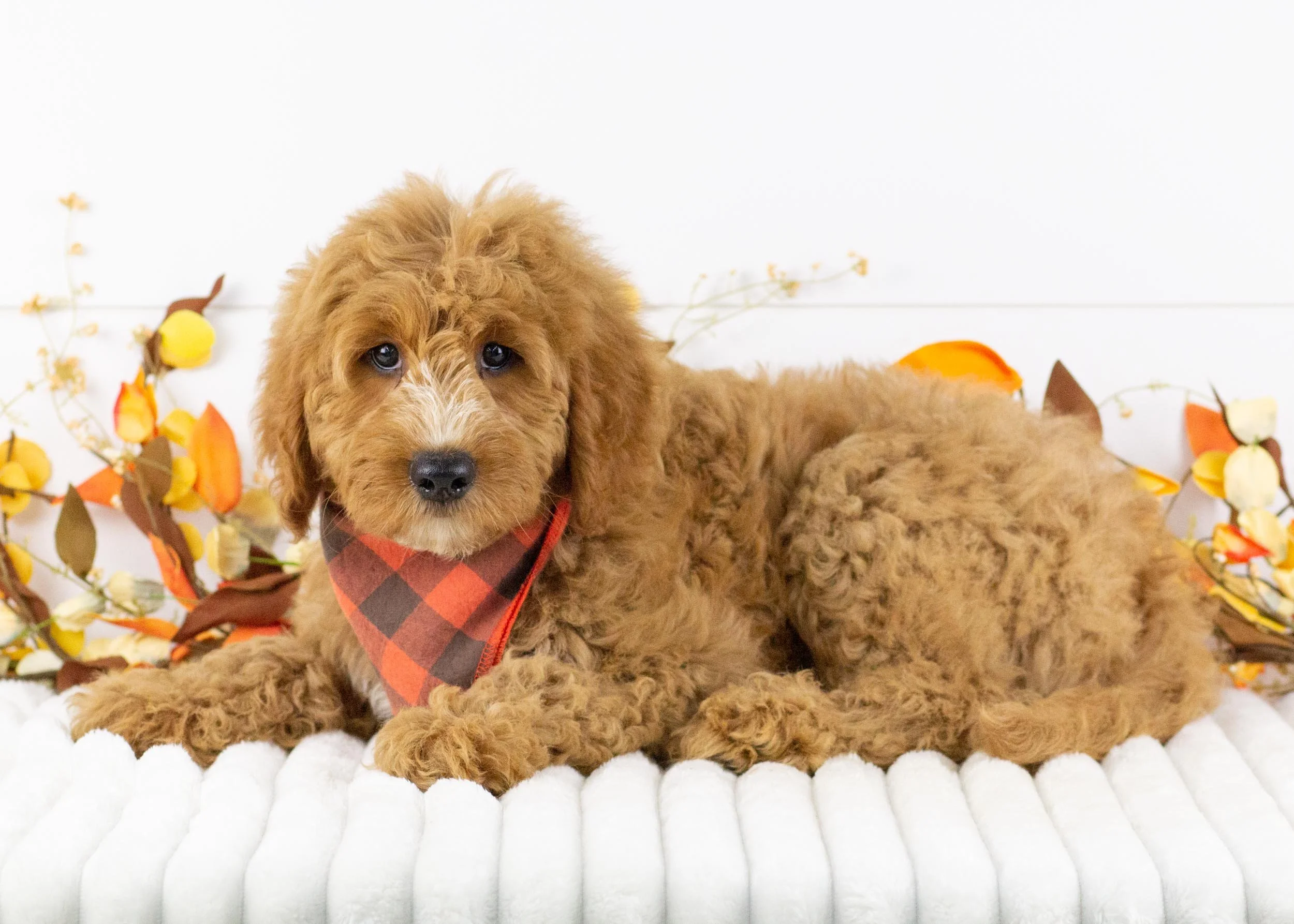 Cardinal goldendoodle for sale(2).jpg