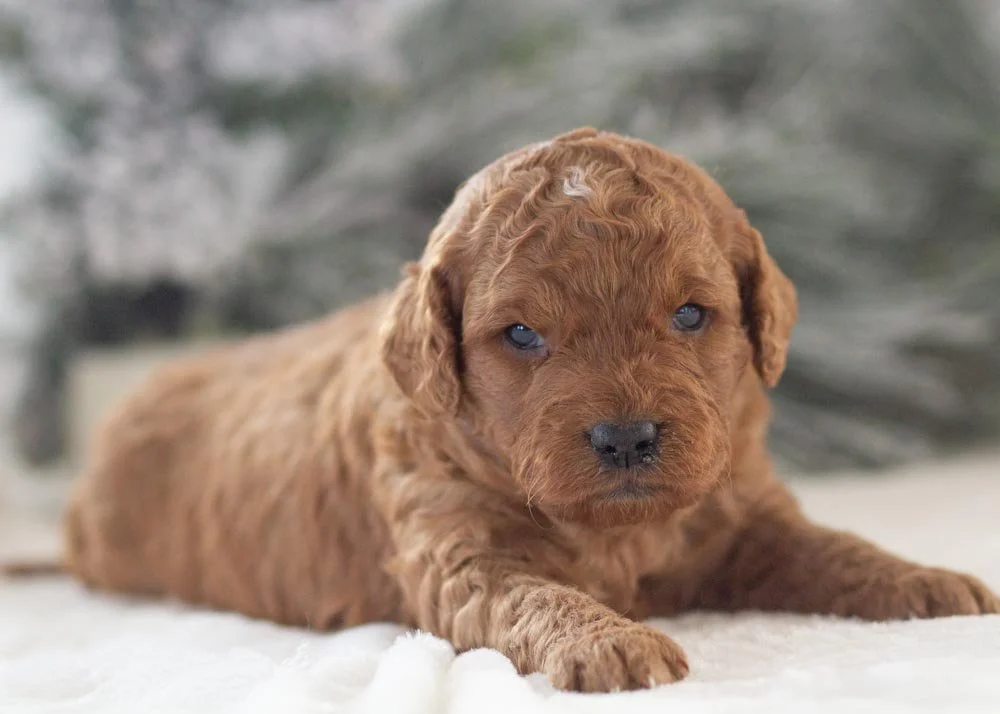 goldendoodle for sale