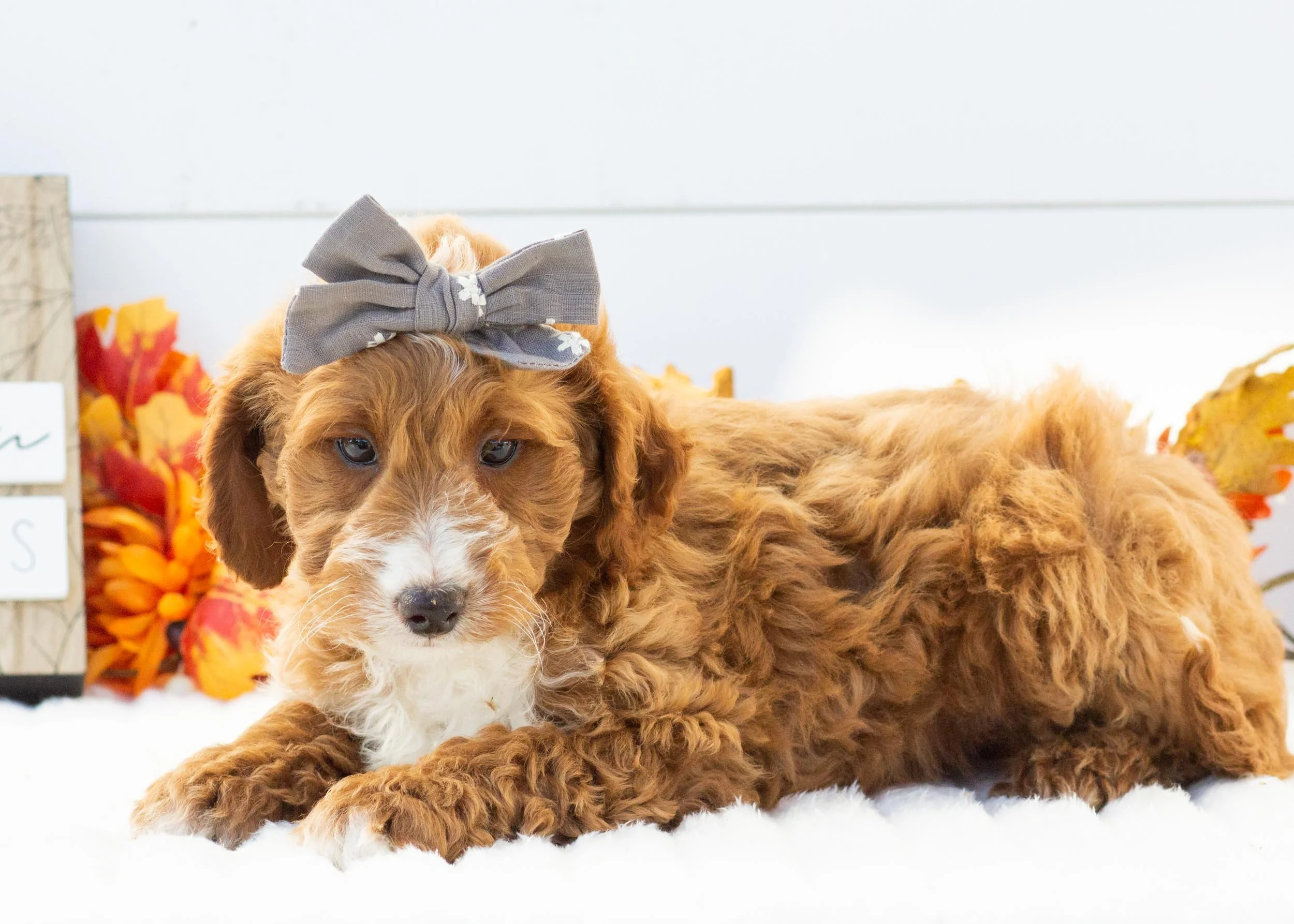 Dior goldendoodle for sale(2).jpg