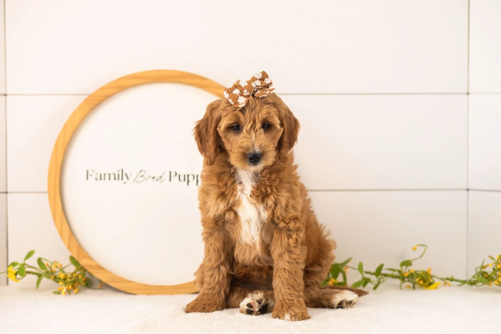 Stormy Goldendoodle for sale(1).jpg