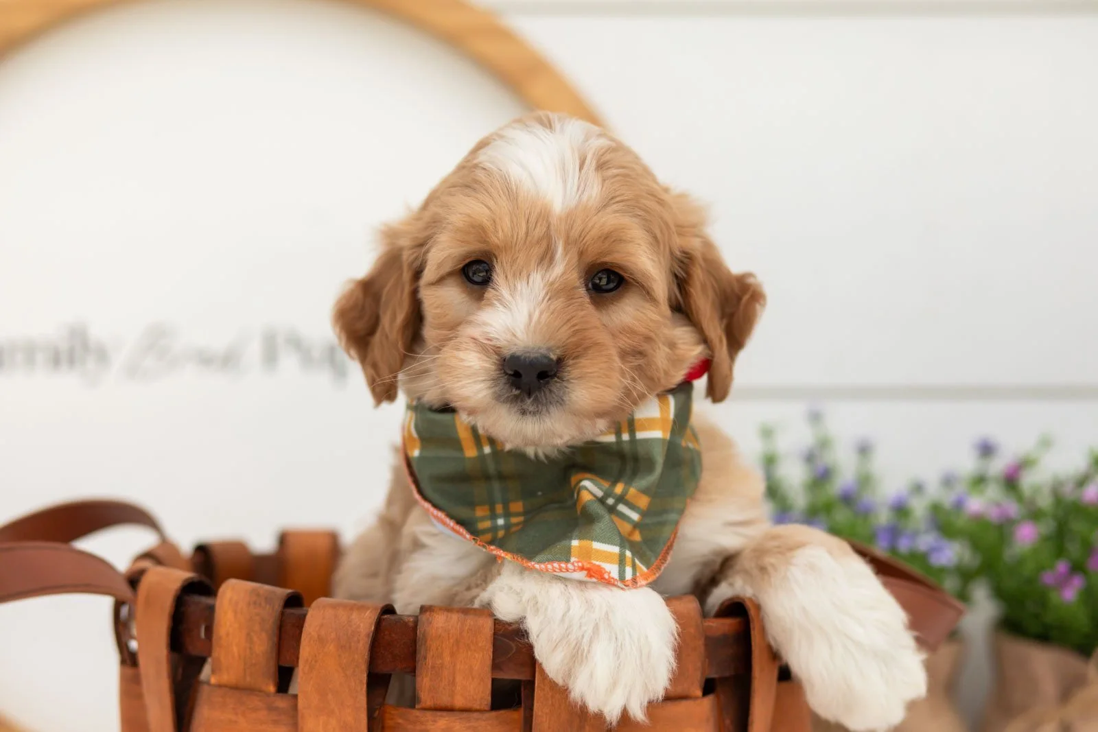 Greg goldendoodle for sale(3).jpg