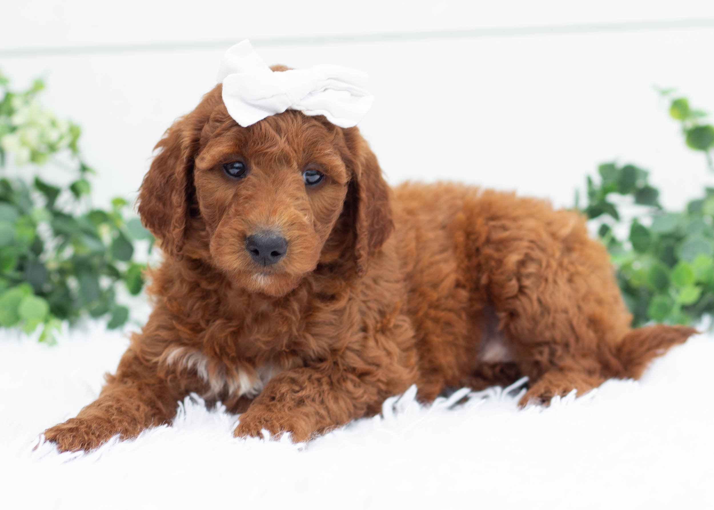 Aspen Goldendoodle For Sale(2).jpg