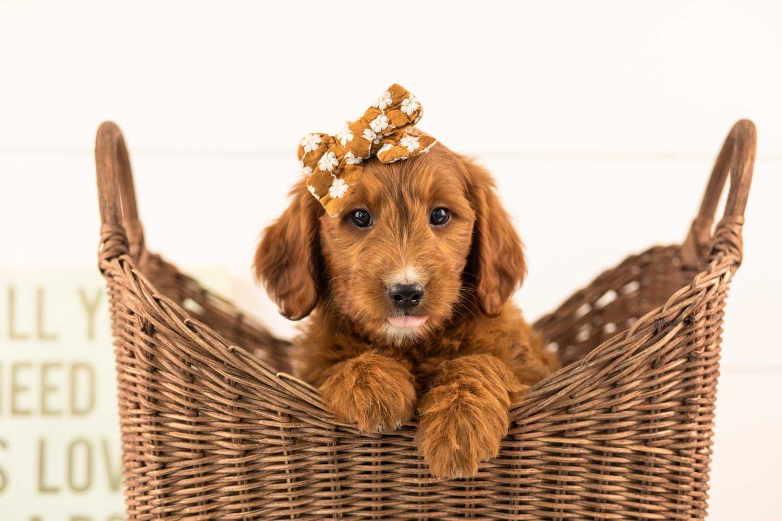 Jiggly goldendoodle for sale(2).jpg