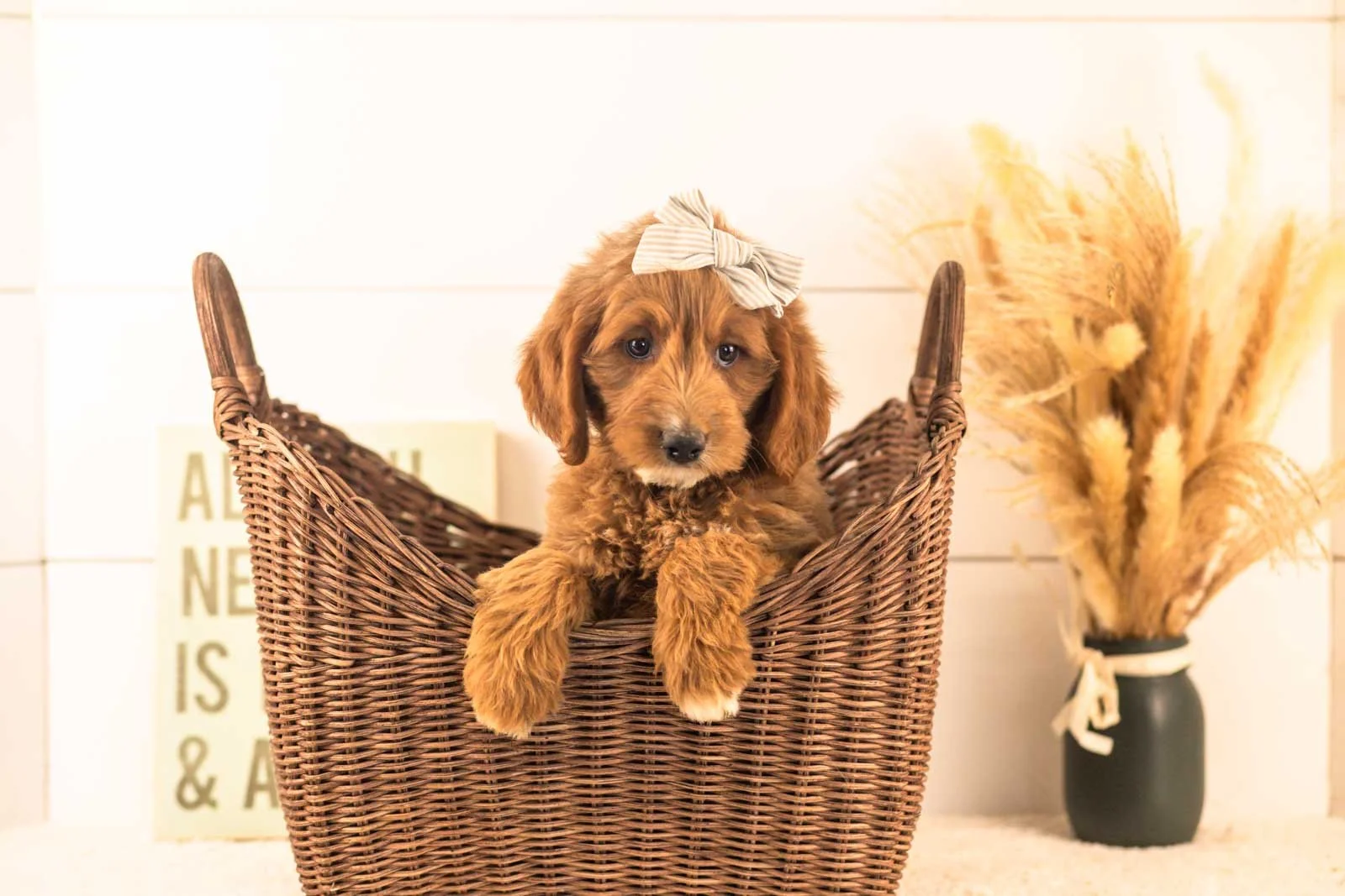 Ophelia goldendoodle for sale.jpg