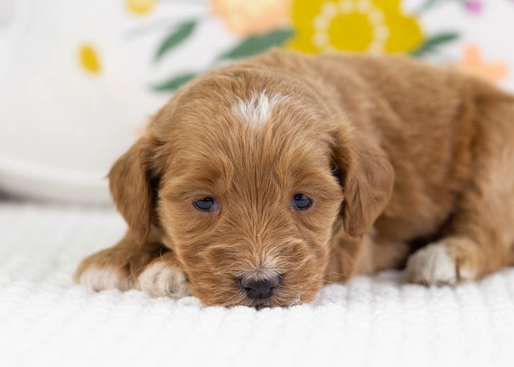 prada goldendoodle for sale(2).jpg