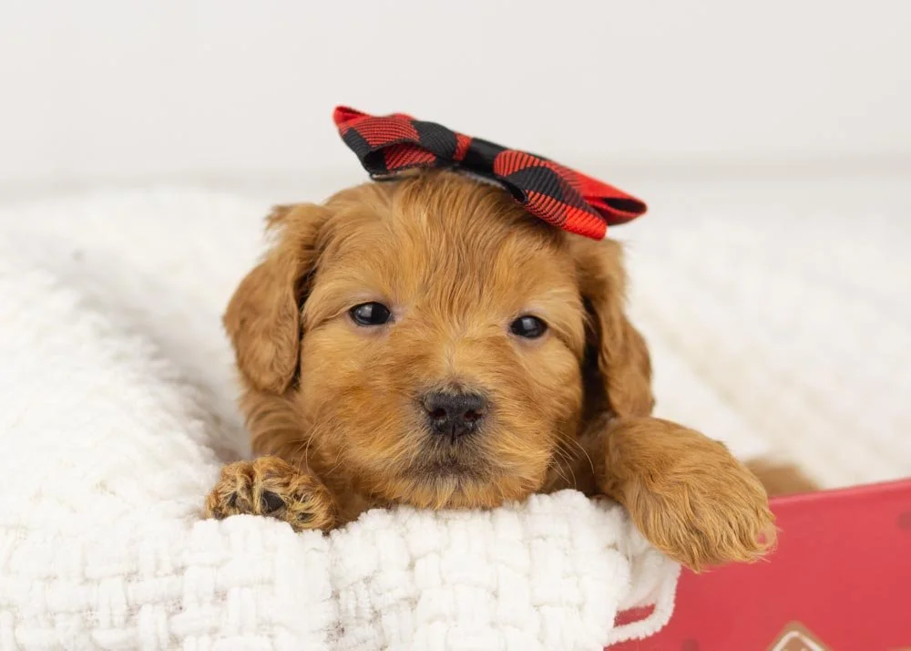 Lynx goldendoodle for sale.jpg