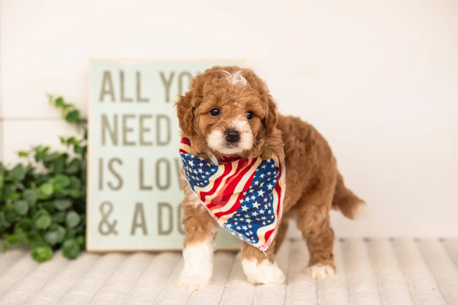 Lamar goldendoodle for sale(2).jpg