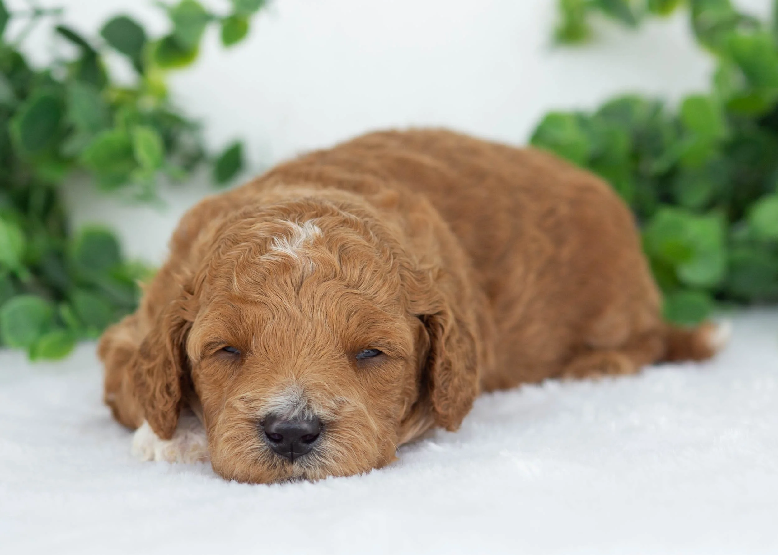 Jett goldendoodle for sale(1).jpg