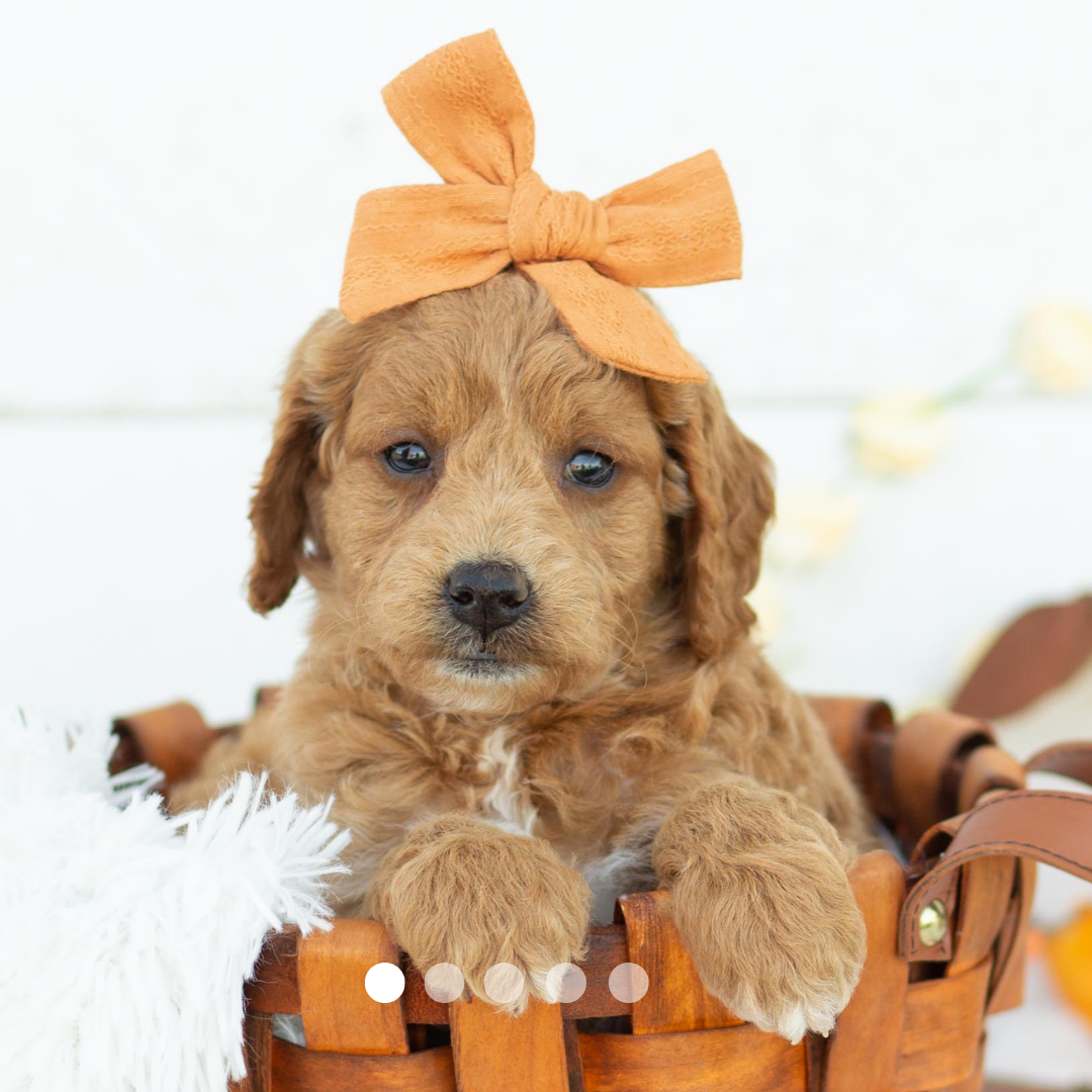 Copy of FBP Design.png