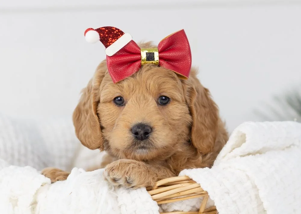 Mac_n_cheese goldendoodle for sale.jpg