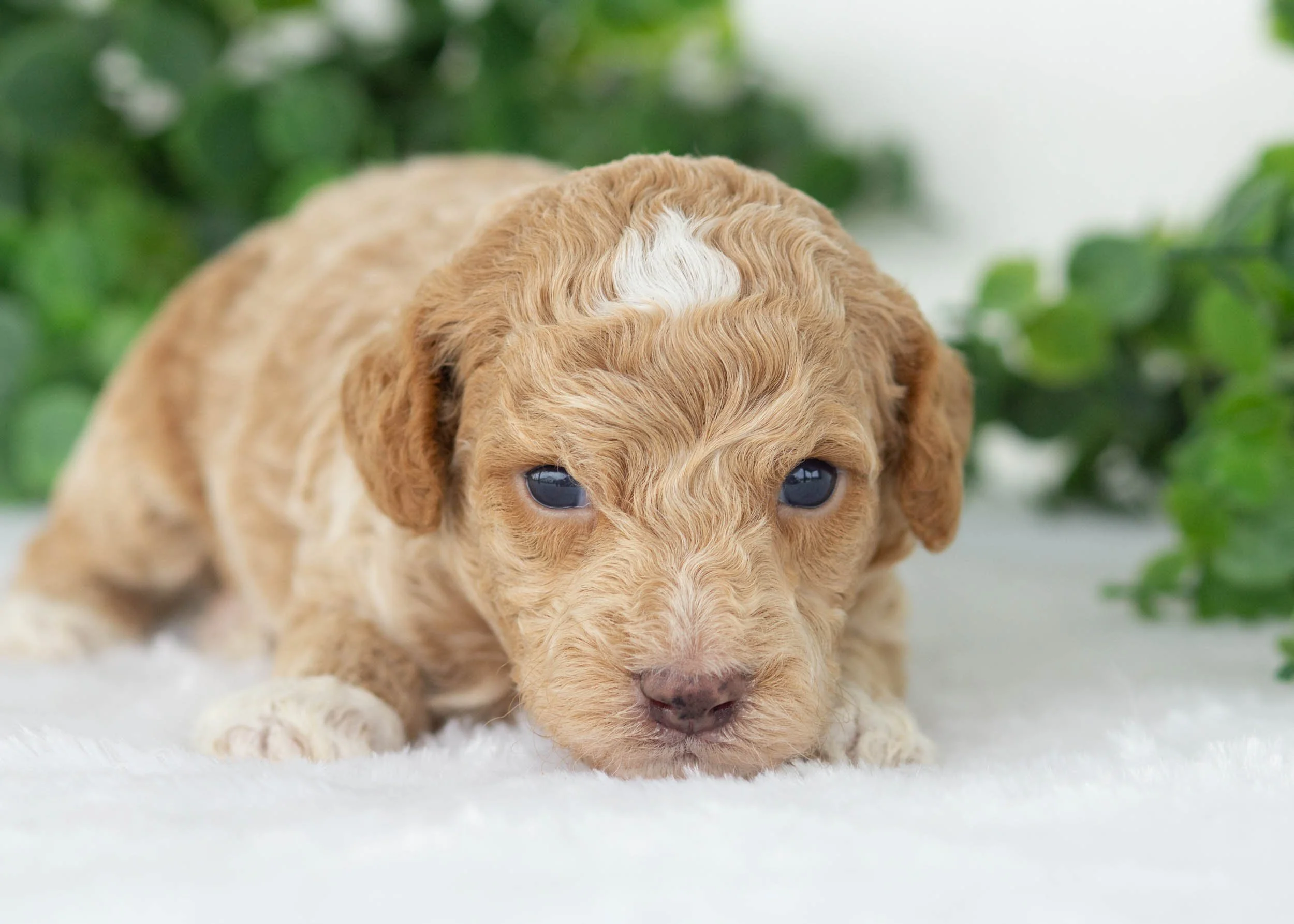 Charles goldendoodle for sale(1).jpg