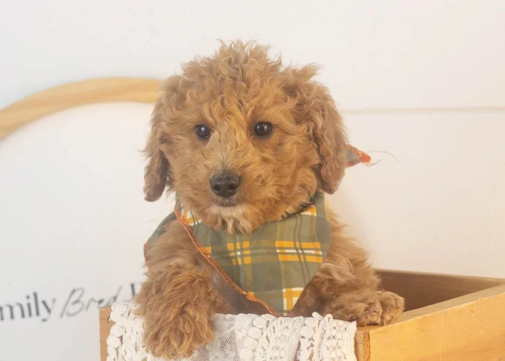 Mort goldendoodle for sale(1).jpg