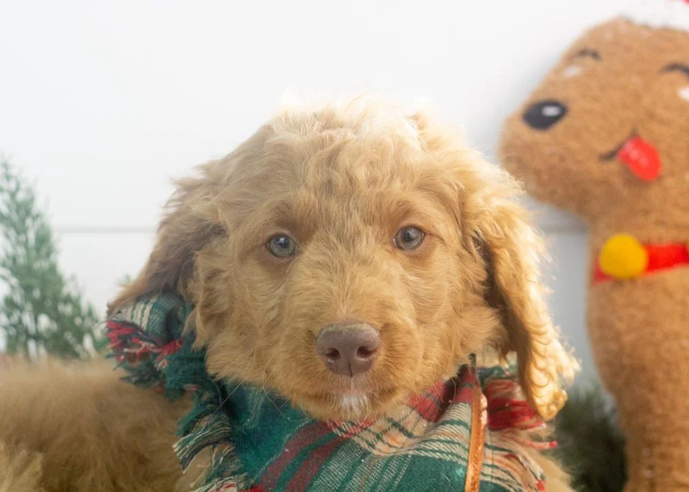 Spur goldendoodle for sale(1).jpg