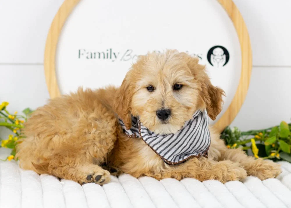 Beau goldendoodle for sale.jpg