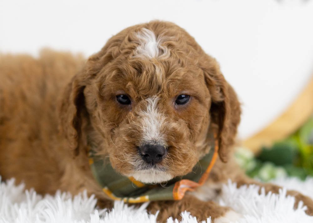 Breeze goldendoodle for sale(1).jpg