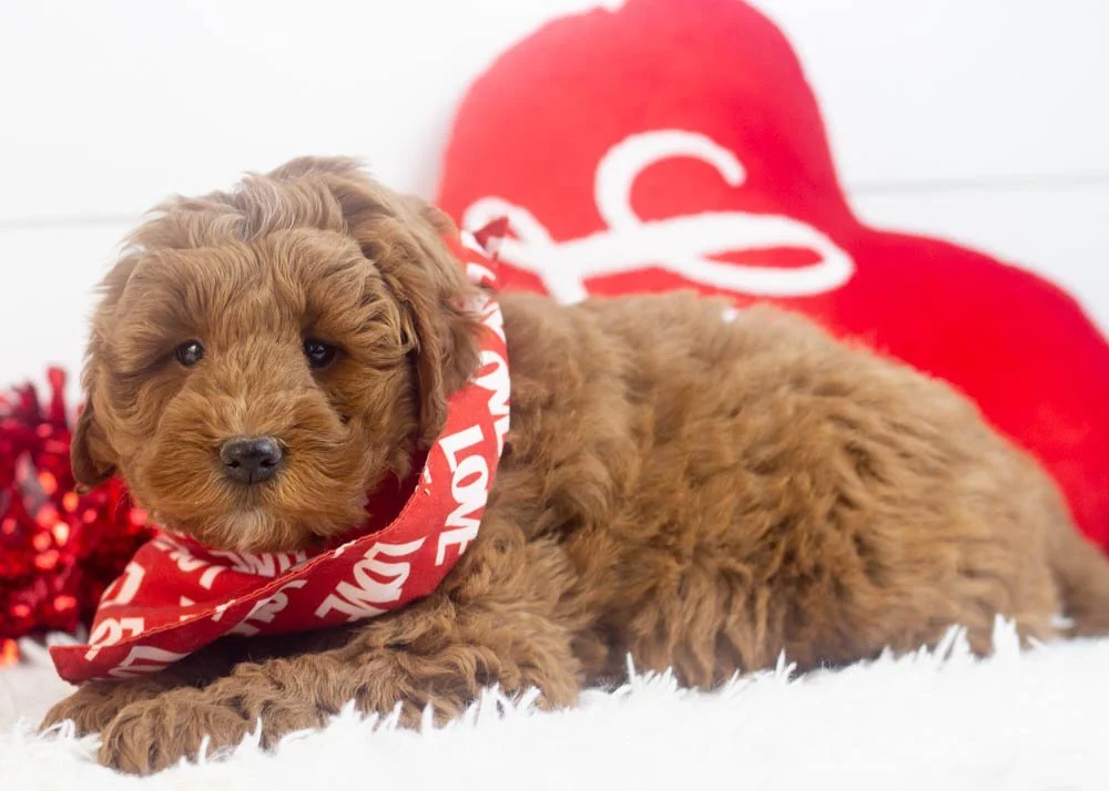 Brody goldendoodle for sale.jpg