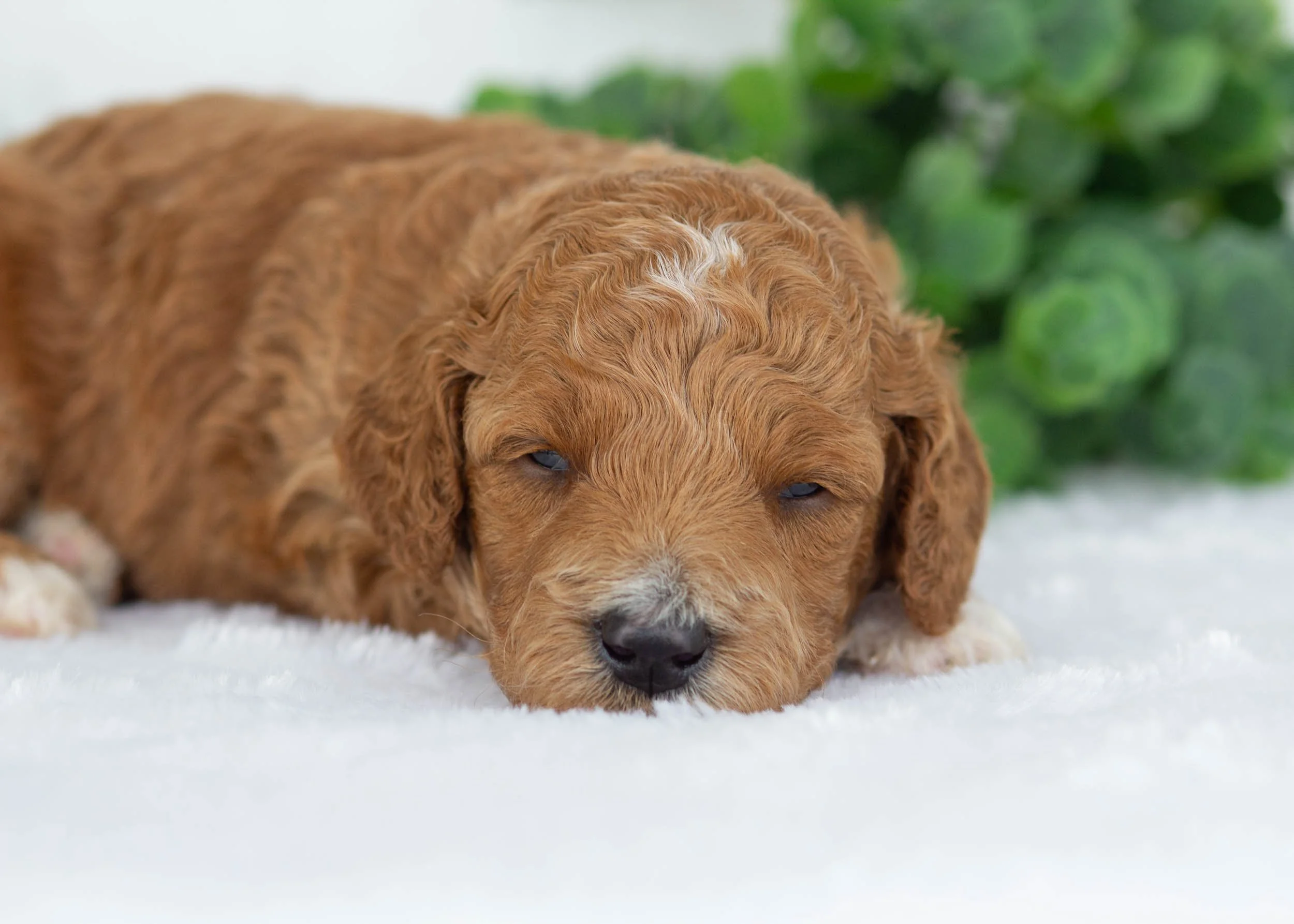 Jett goldendoodle for sale2.jpg