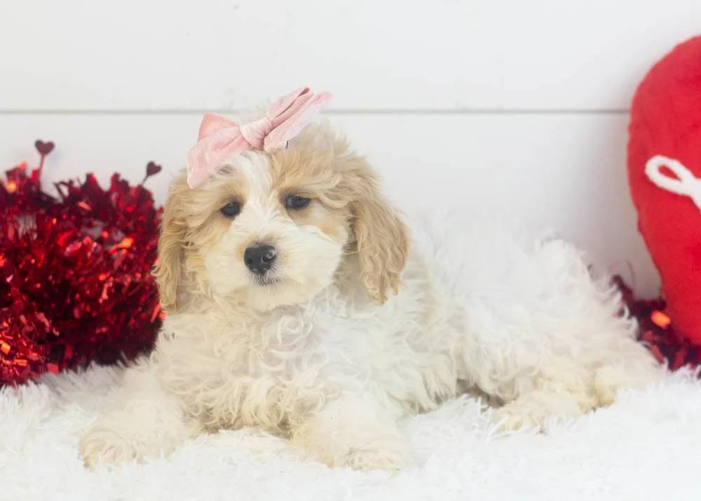 Honey goldendoodle for sale.jpg