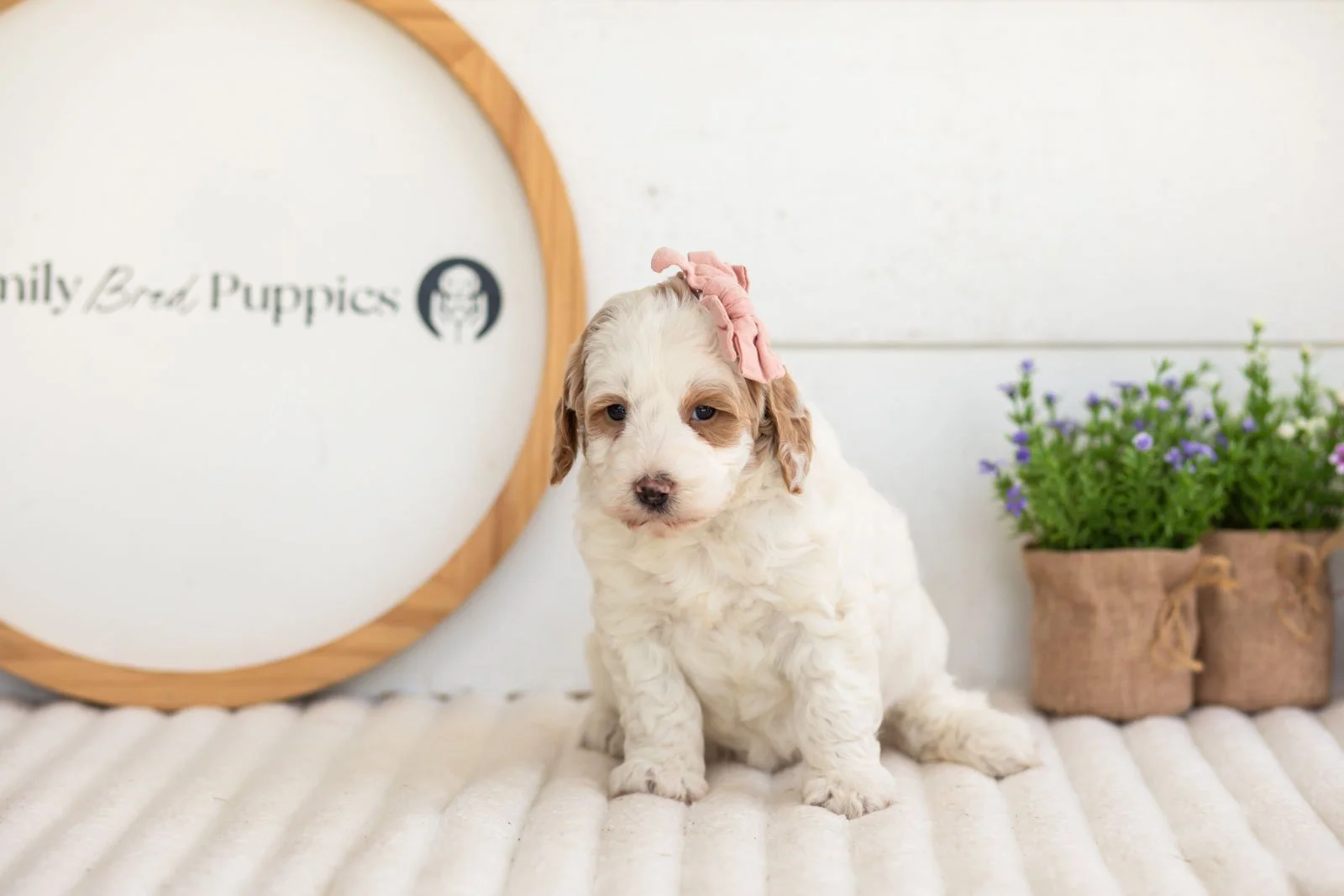 Ann goldendoodle for sale(1).jpg