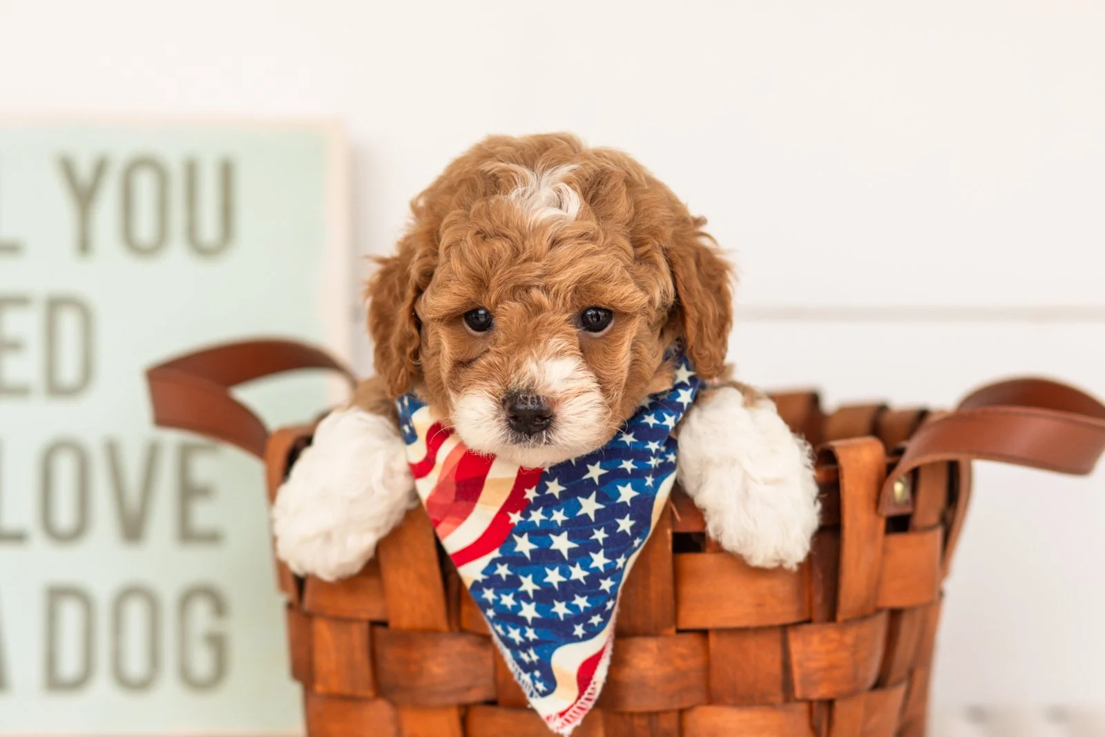 Lamar goldendoodle for sale(4).jpg