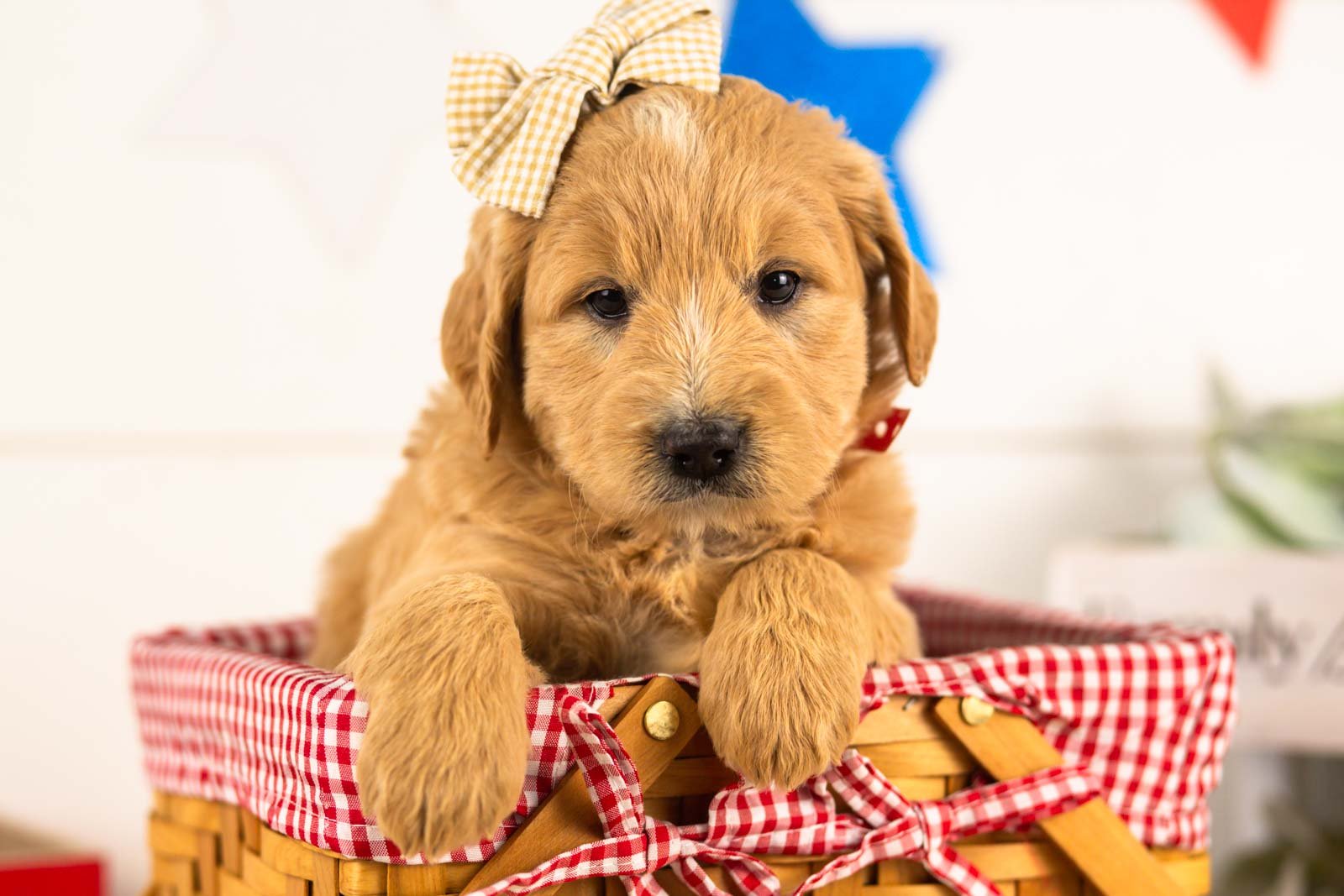 eowyn goldendoodle for sale(3).jpg