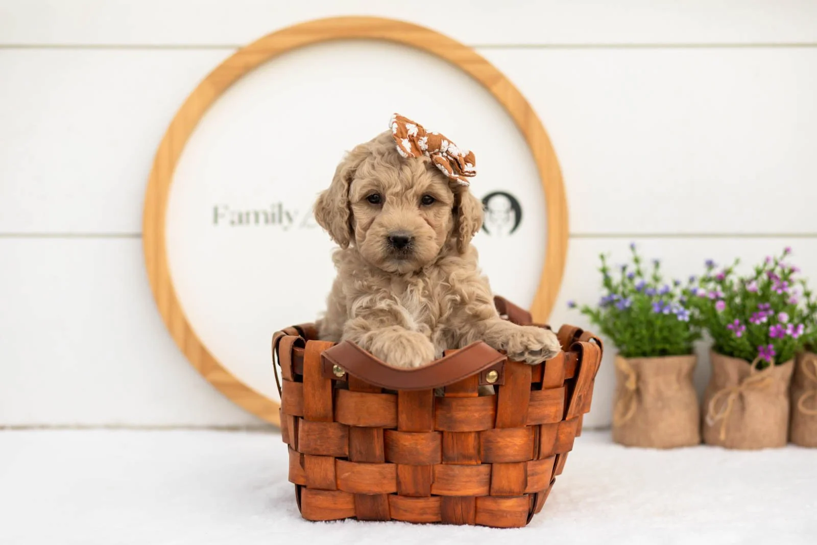 Cindy goldendoodle for sale(3).jpg