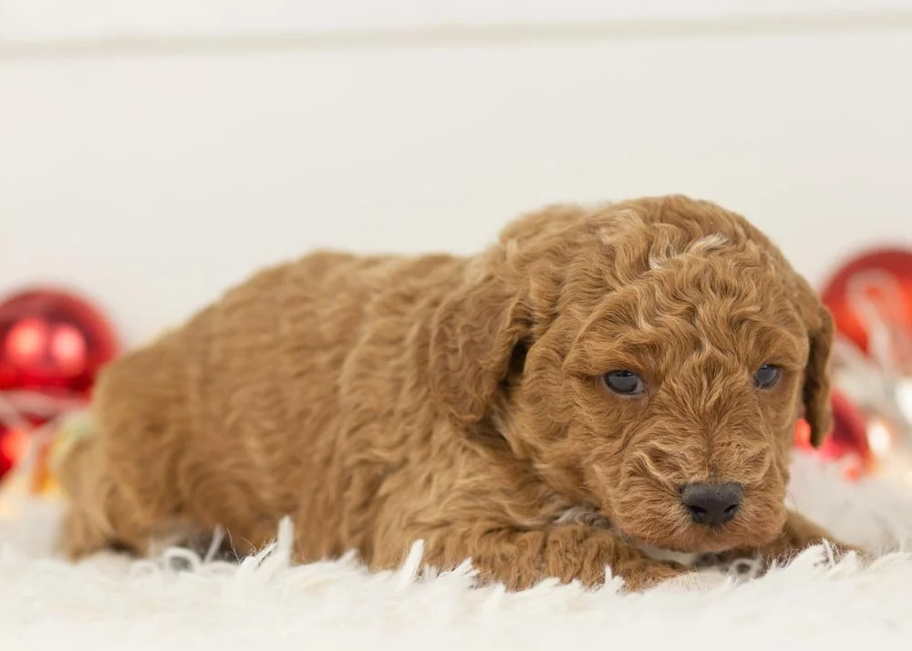 Bandit goldendoodle for sale(3).jpg