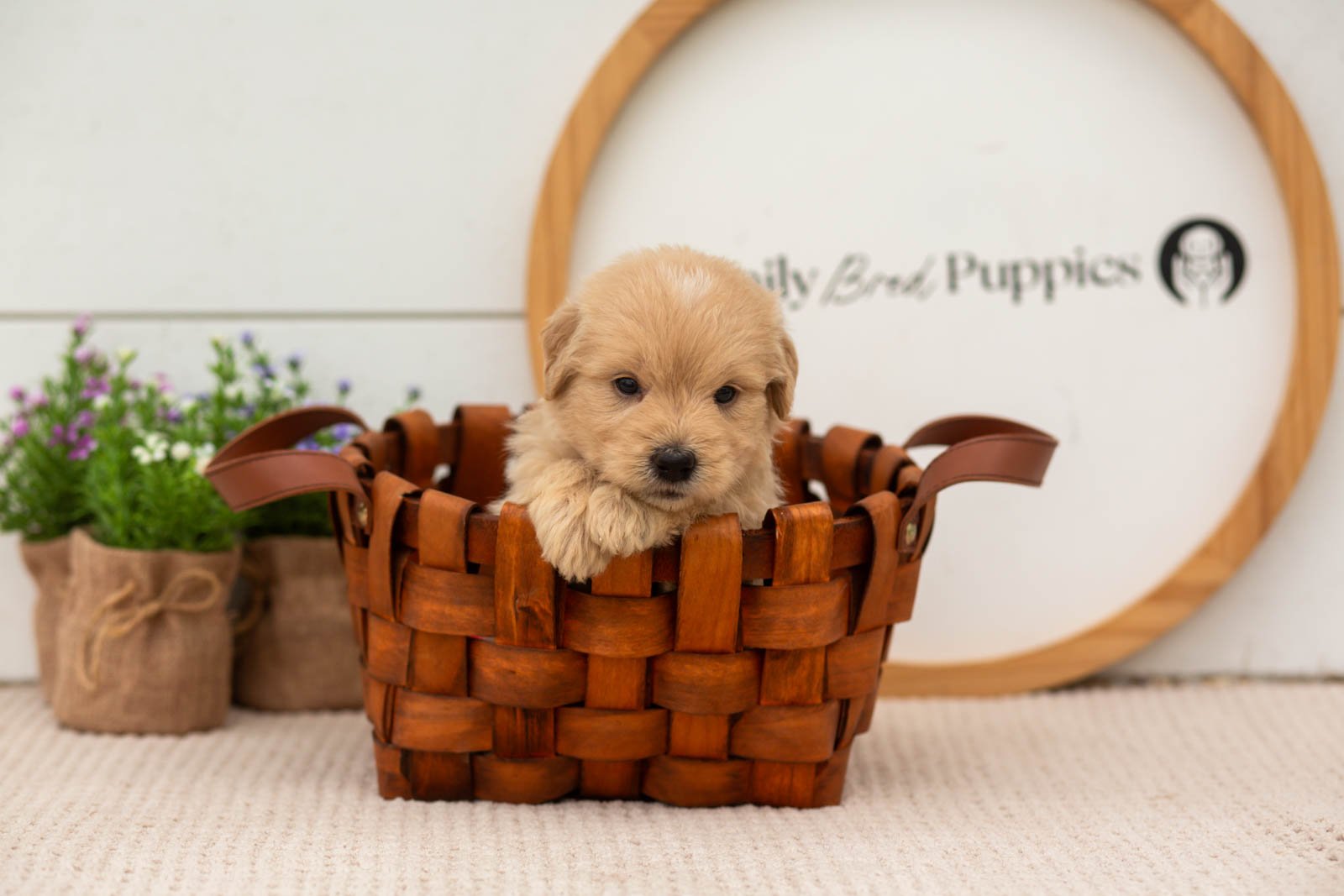 ellie goldendoodle for sale(3).jpg