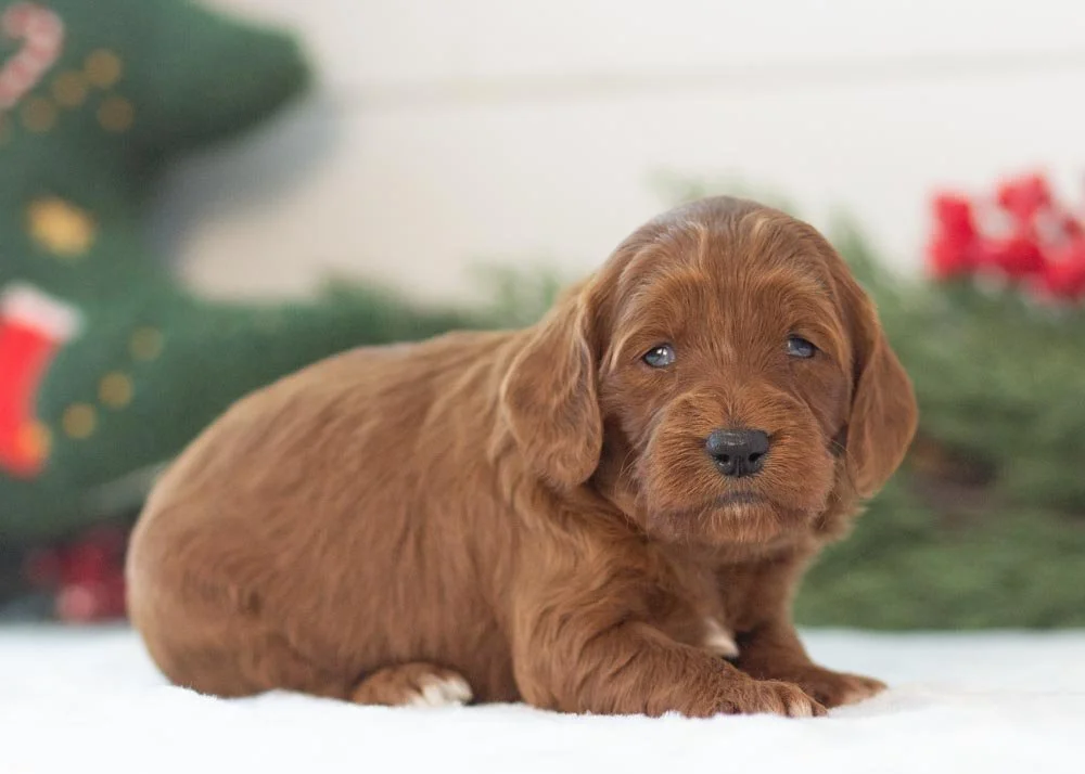 goldendoodle for sale