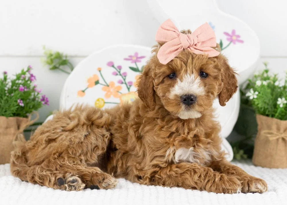 cherry goldendoodle for sale.jpg