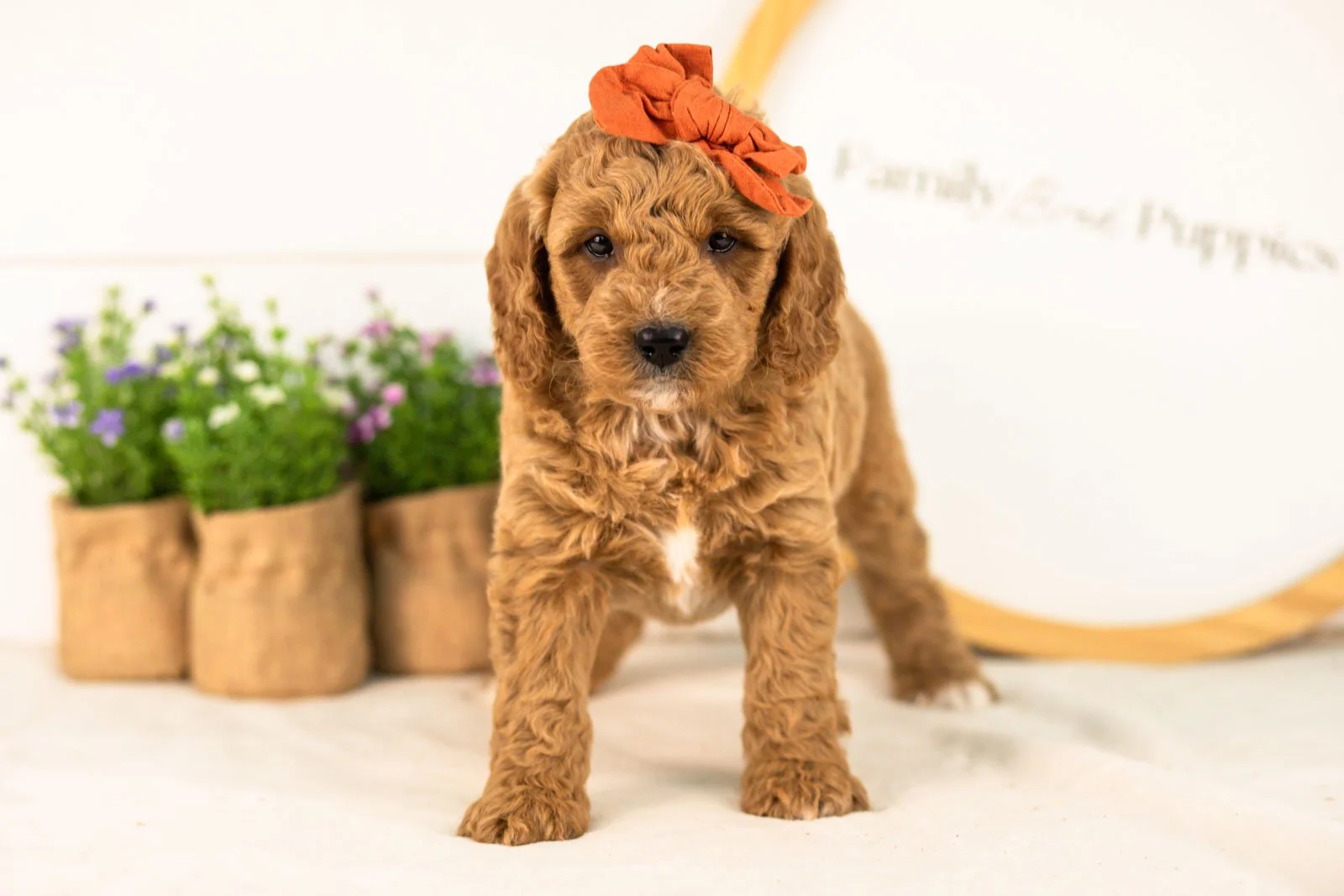 Breeze goldendoodle for sale(2).jpg