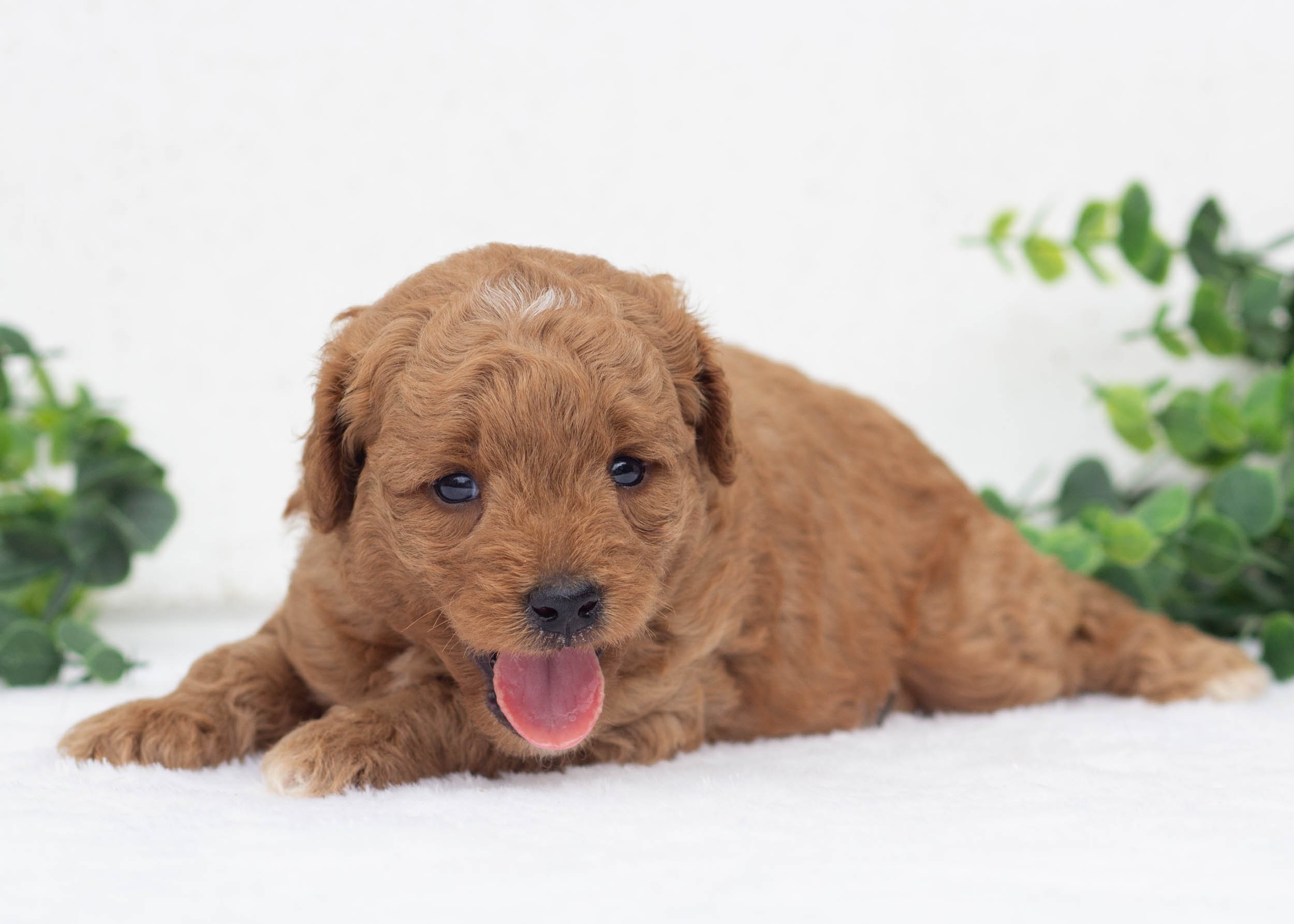 Leo Goldendoodle For Sale(2).jpg