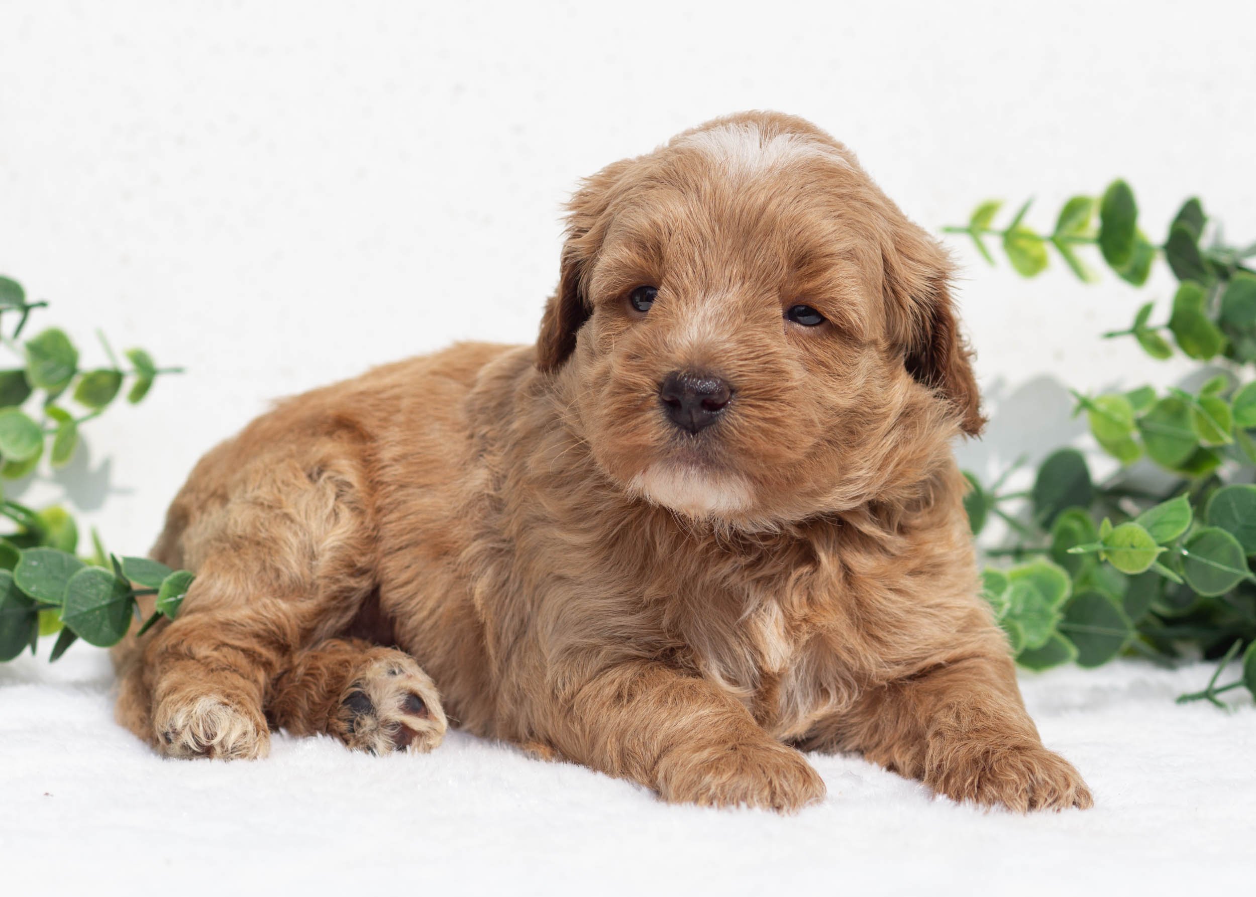 Lemon Goldendoodle For Sale(3).jpg