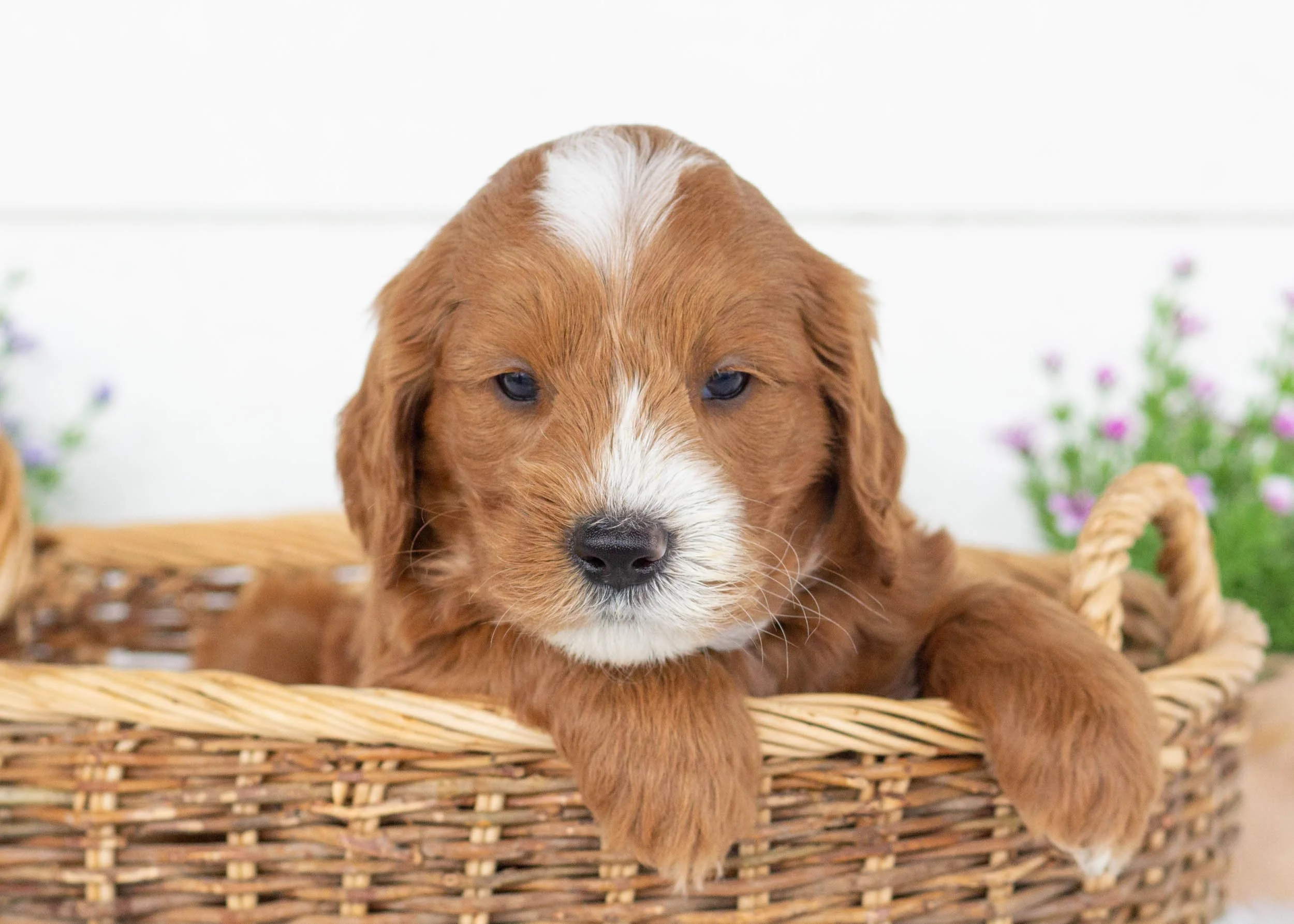 Ford goldendoodle for sale..jpg