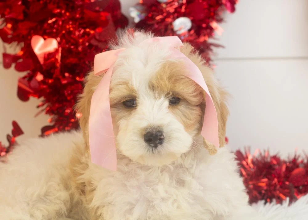 Honey goldendoodle for sale(2).jpg