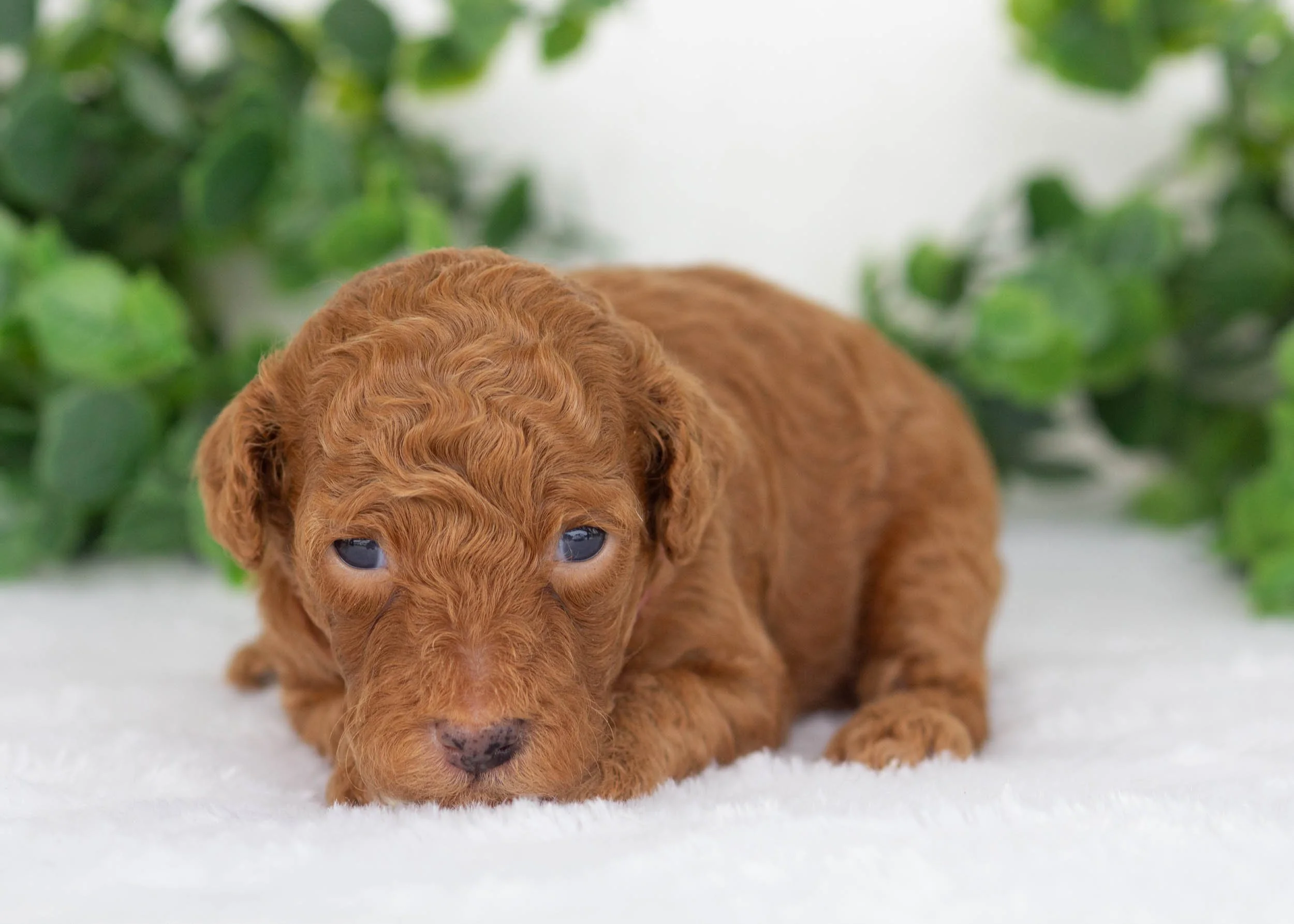 Vincent Goldendoodles for sale(3).jpg