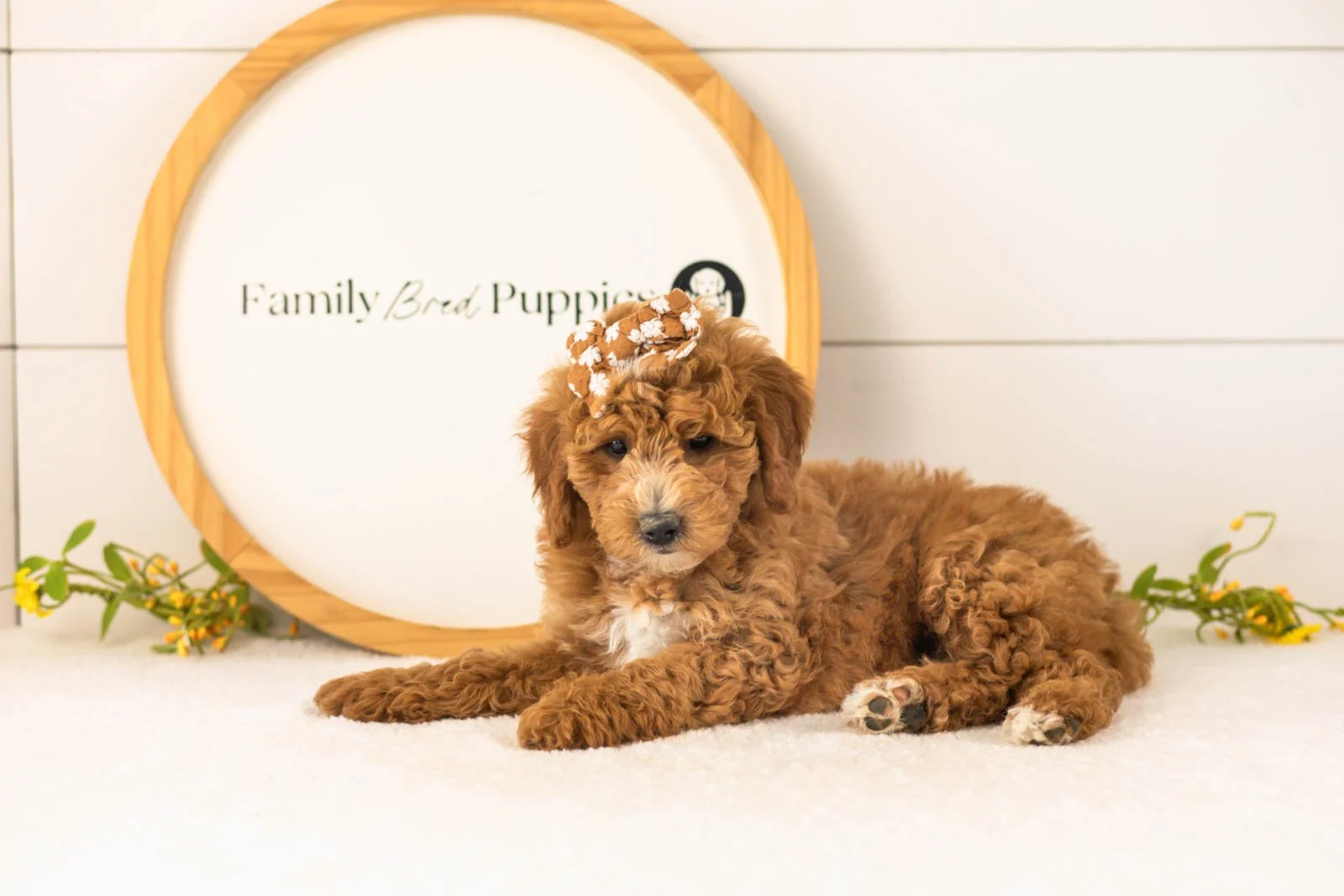 Sky Goldendoodle for sale.jpg