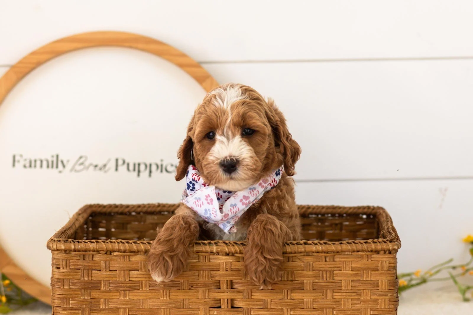 Mac goldendoodle for sale(2).jpg